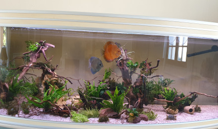aquarium Aquarium discus