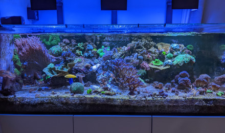 aquarium Mon ptit bout de récif