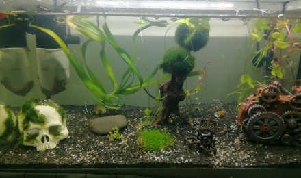 aquarium 60L crevettes