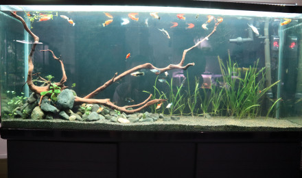aquarium ARRET 160L platy Xipho