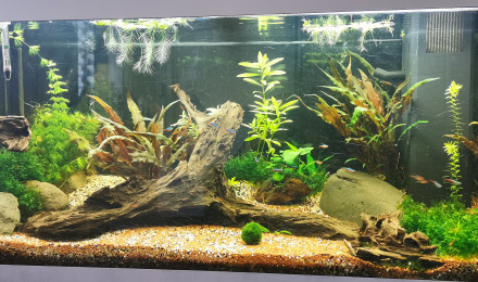 aquarium aqua 1