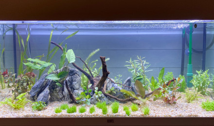 aquarium Malo Dad Aqua