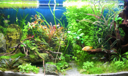 aquarium Columbia