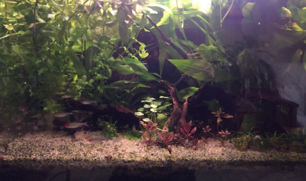 aquarium biotope amazonien