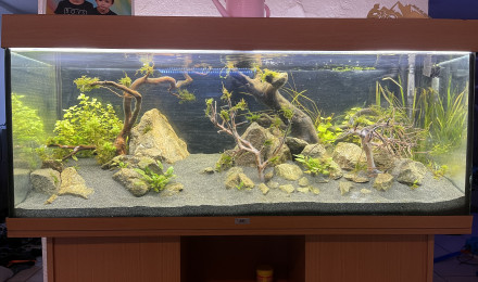 aquarium 250l