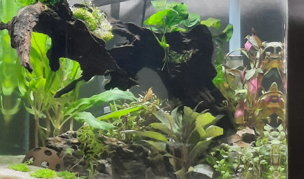 aquarium Bac 60 litres