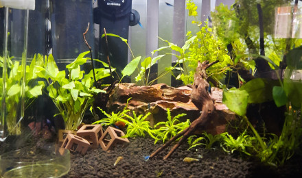 aquarium Nouveau aquarium  crevettes blues