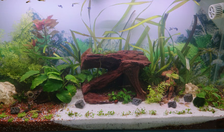 aquarium Alocasia