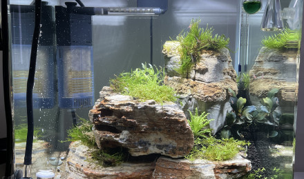 aquarium Nano DENN. Crevettes