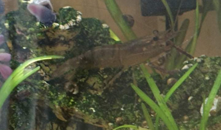 aquarium 105l macrobrachium lar