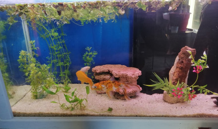 aquarium 110l