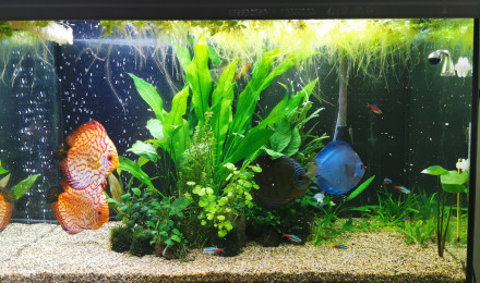 aquarium discus et camarades