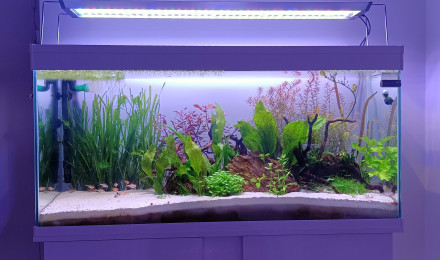 aquarium Petite graine de vie