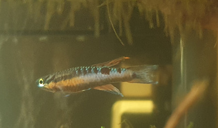 aquarium Bivittatum