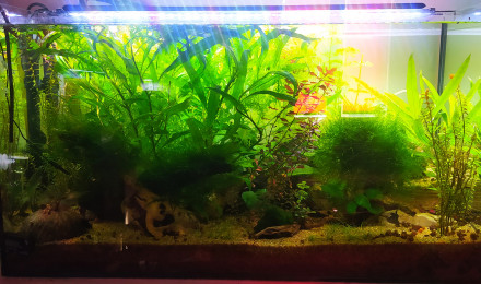 aquarium Little Beach