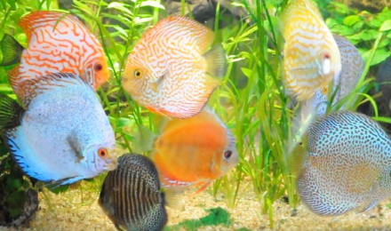 aquarium Discus