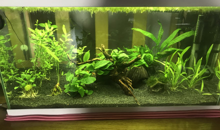 aquarium neocaridina carbon et Rilli carbon