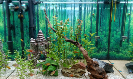 aquarium Asiaquarium