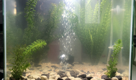 aquarium Aquarium de Titi