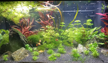 aquarium Le 110L des plapys
