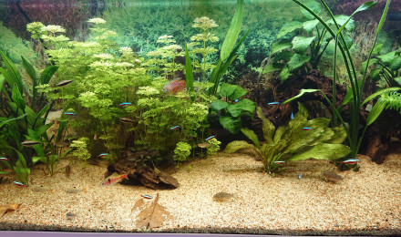 aquarium Juwel rio 240