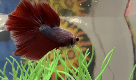 aquarium Ann Solo