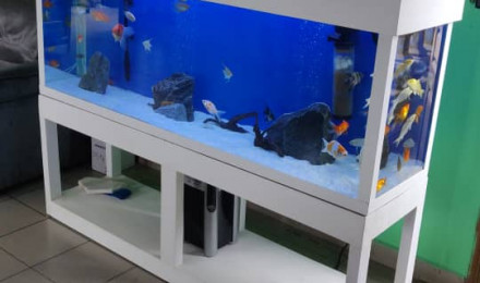 aquarium Aquarium