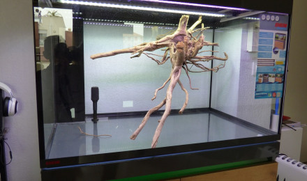aquarium Bac biotope asiatique