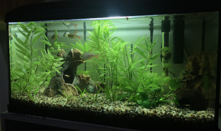 aquarium 1er