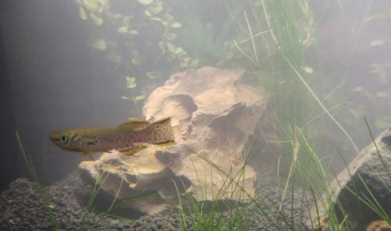 aquarium AQUA M 1