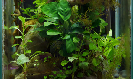 aquarium Cube Betta