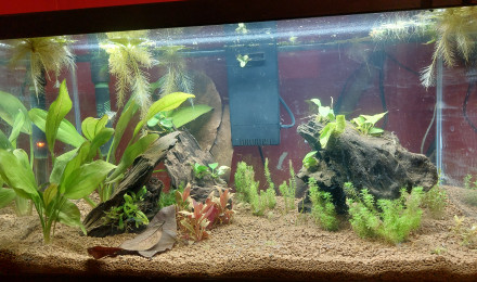 aquarium Sol akadama