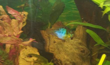 aquarium Aquarium neutres