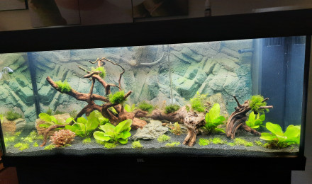 aquarium amazonien 66