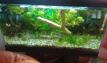 aquarium 60 L