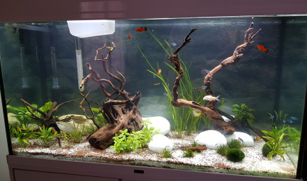 aquarium 240L