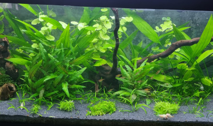 aquarium Salon