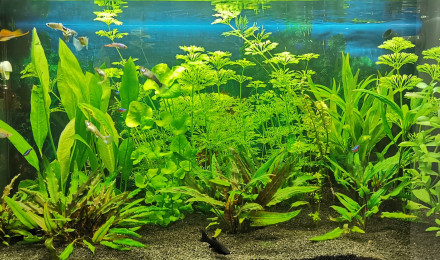 aquarium Aquarium Pascal