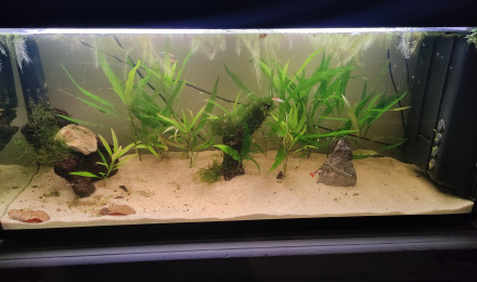 aquarium Bac 2
