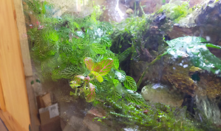 aquarium paludarium Geosesarma Dennerle crabes vampires
