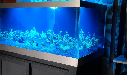 aquarium Aquaholl