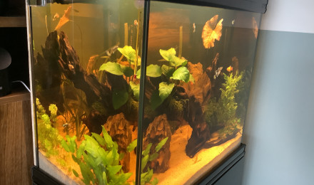 aquarium Yannik 74