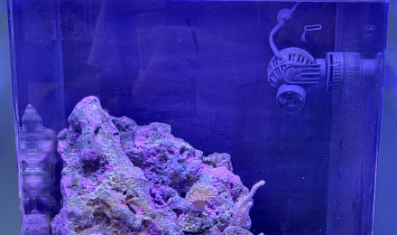 aquarium Biotope récifale de 60 l spécifique coraux et poissons