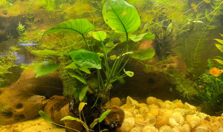 aquarium 180 litres