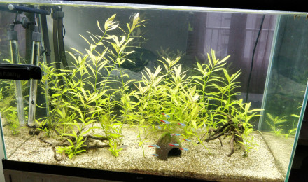 aquarium Premier bac 140L