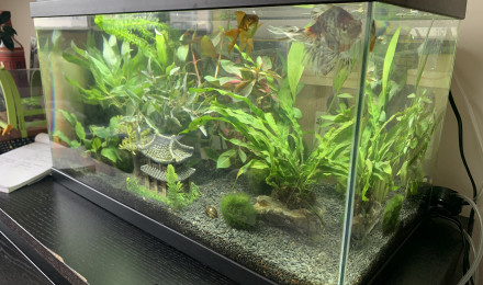 aquarium Bonami