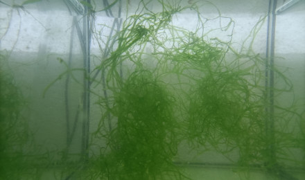aquarium 223 Fundulopanchax scheeli