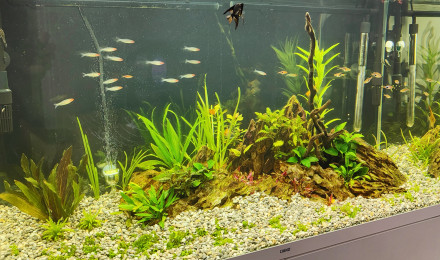 aquarium 250L