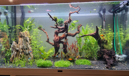 aquarium Mon 1er