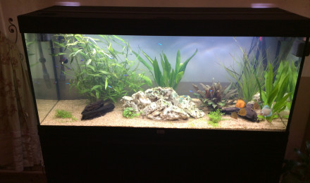 aquarium 300 l